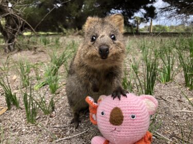 オンラインツアー後のRip Curl Rottnest Search 2021