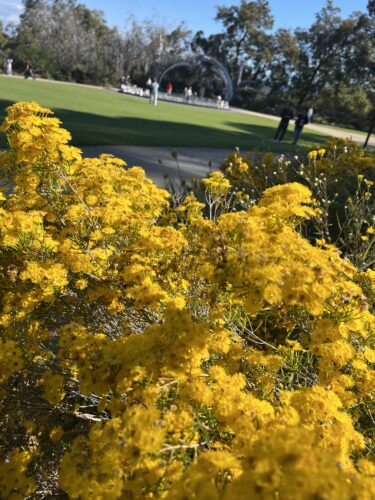 2025年西オーストラリア、パースのワイルドフラワー