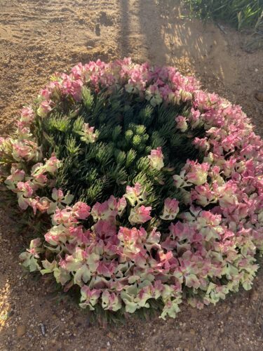 2025年ワイルドフラワーツアーを振り返る